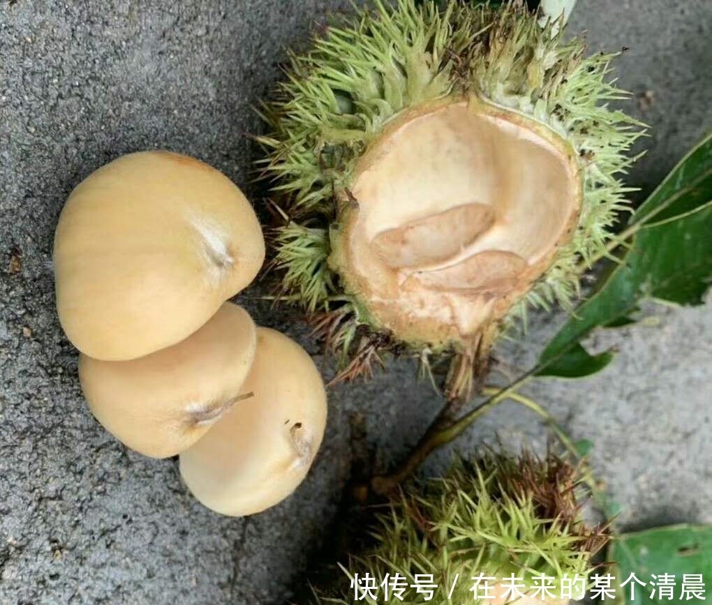 农户|季节性的农作物,农户抢着采收,拿着竹竿打,其实果子青最好吃