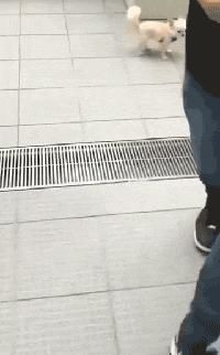 图片|22张图片记录狗狗的日常:第一次吃到了柠檬的狗子