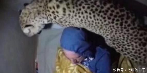  晚上|男子野外露营，晚上睡觉在帐篷顶部装上摄像头，拍下不可思议一幕