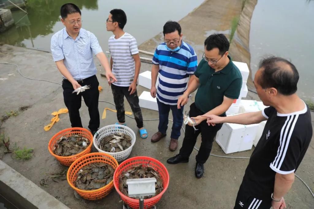  高质|梭子蟹“秋苗夏收”,有望在禁渔期产出高质蟹，期待不？