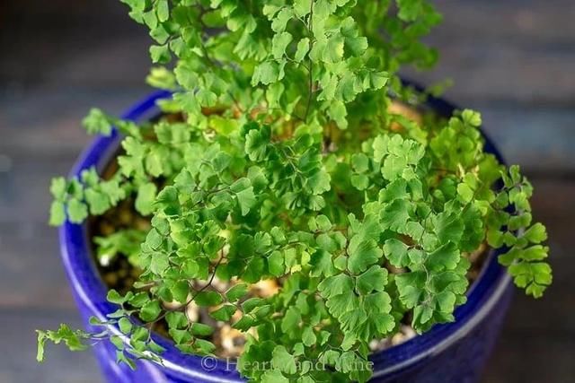  断发黄干枯|铁线蕨黄叶剪掉还是枯萎了，教你一招救活它，几周长出茂盛嫩叶