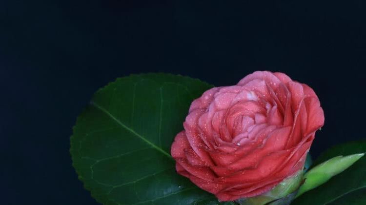  喜鹊|8月开始喜鹊叫喳喳，发财享富贵，有钱日子闲的四大属相