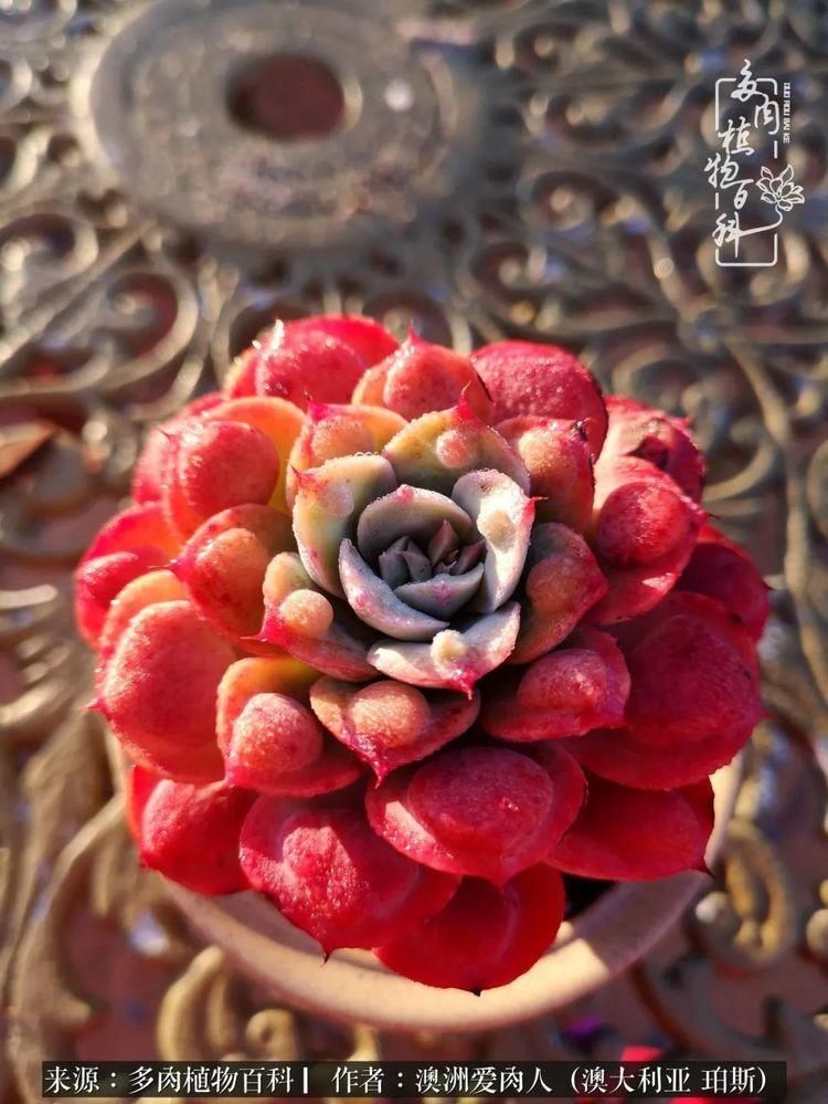 血放|多肉让你把血放，文玩掏空你家当，你要在哪个坑里乘风破浪？