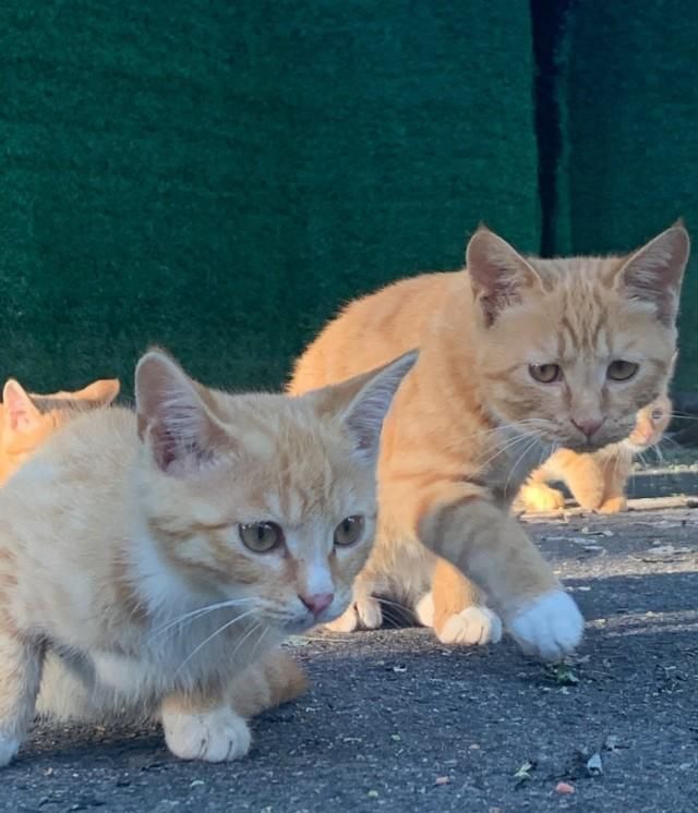 金刚|【看图配话】森林公园小橘猫们，七个金刚葫芦娃