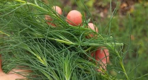 野菜|这野菜的名字让人倒胃口，味道却是真的香，很少人吃过，错过可惜