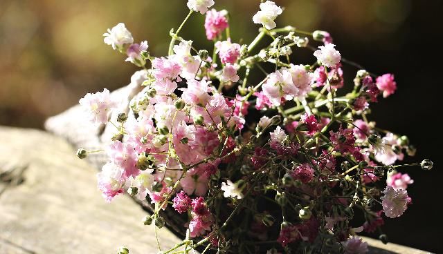  运势|本周运势不错，离成功越来越近，会收获幸福的三大生肖