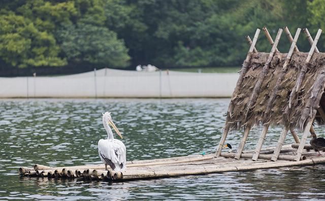  EOS|摄影摄像全能的干活利器 佳能EOS R5微单相机评测