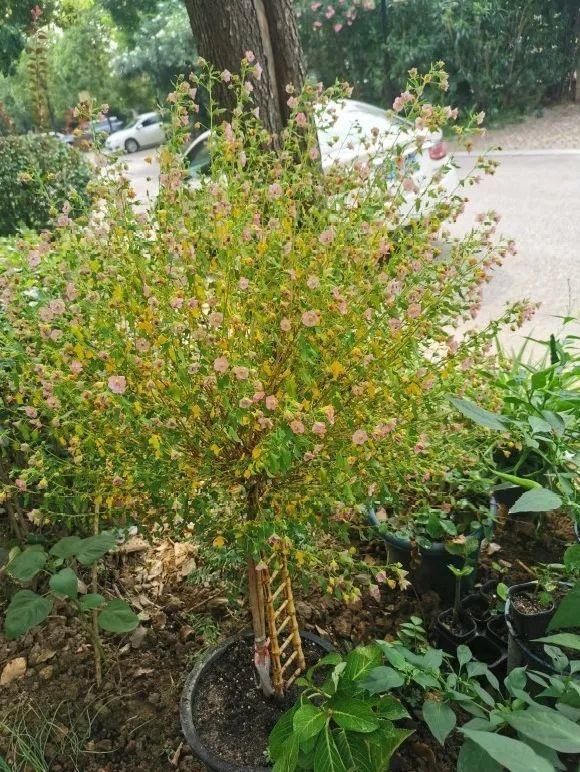  新芽|花养成光杆司令，赶紧这么救，3天冒新芽