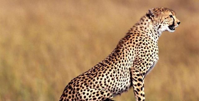 乌代|萨达姆的儿子到底有多奢侈?看看他养的宠物就知道了