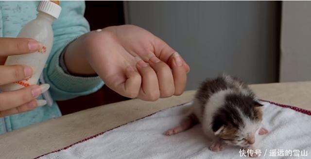  猫咪|垃圾桶旁有只出生不久的猫，看外面下着雨，好心夫妇把猫收养