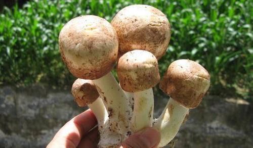  细胞|胃癌增强体质，避免转移，可以吃5种食物，很简单