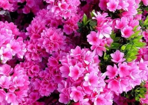 就容易出|公认难养的4种花，养花大神难养好，新手选择要慎重！