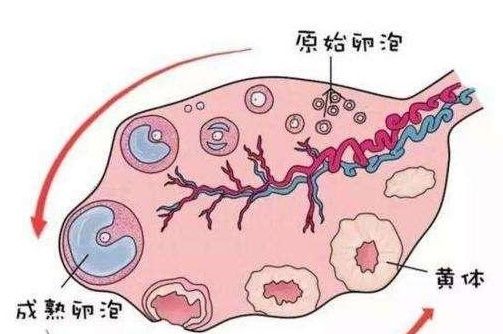 质量不合格|久备不孕的你可能是卵泡发育不好，把握这三点，好孕很快就会来临