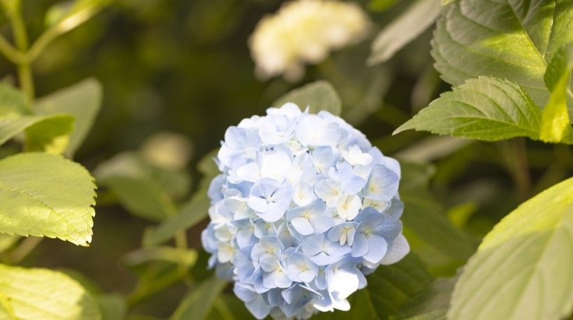  事业|8月开始成为大财主，事业一马平川，鱼跃龙门的四大生肖