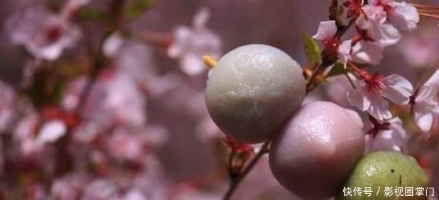 春天|春天的食樱，日本的美味佳肴