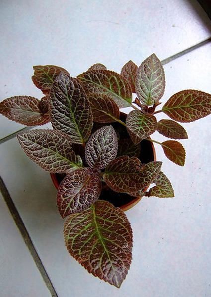 养耐|秋天光照不如夏天强，适合养耐阴花，叶子美得像油画