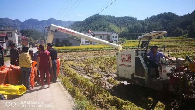  龙山|久雨终逢晴，龙山多地开启抢收水稻模式