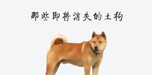  导游|抗洪救灾中的“英雄狗”，这次替土狗洗白了，化身导游替部队领路