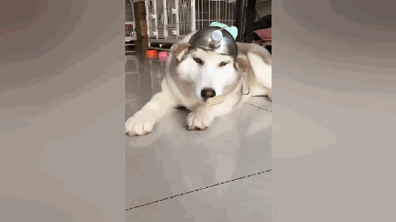 表情|二哈拆家毁物,主人找来了金毛管教二哈,结果二哈的表情亮了