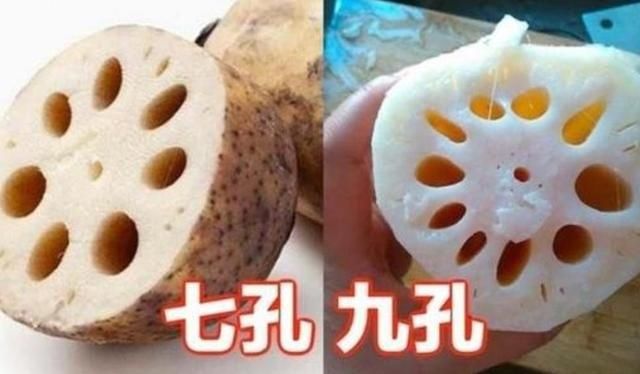  莲藕|同样是莲藕，七孔的和九孔的有什么区别？别买错了，不然不好吃