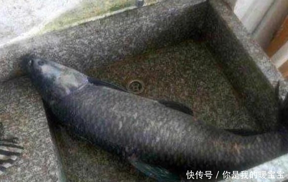 男子|男子菜市场买鱼,回家刨开鱼肚子后,竟有意外发现