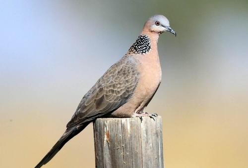 男子|男子用弹弓打下1000只斑鸠，卖给饭店老板获利万余元，双方被刑拘