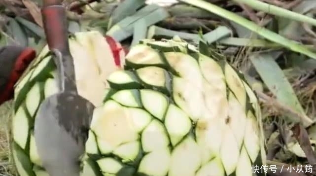 齐名|与“茅台”齐名的龙舌兰酒,为何卖得那么贵,让农场主告诉你答案