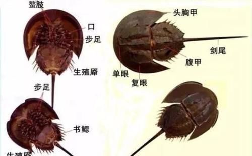中国鲎:长寿蓝血怪物，海洋活化石，可能你连它名字都不认识