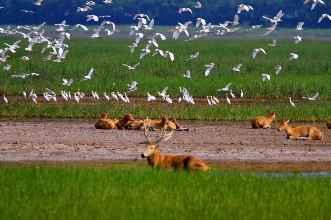  接地|“颜值高”“有内涵”“接地气”……打卡盐城，你想到了什么？