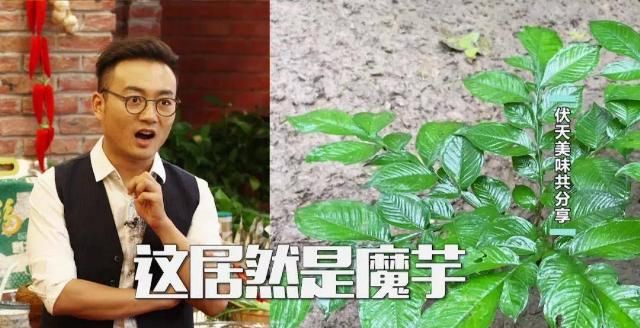  秦巴山|大暑菜单来了！浆水面鱼、魔芋豆腐，超美味！