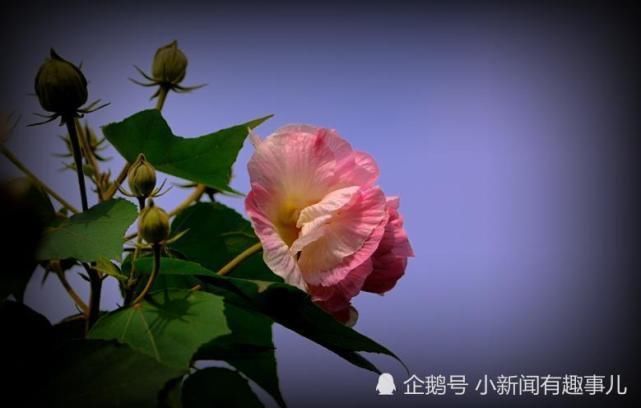 运势|7月开始运势一路涨红,正财偏财齐旺,有福享有钱花的生肖