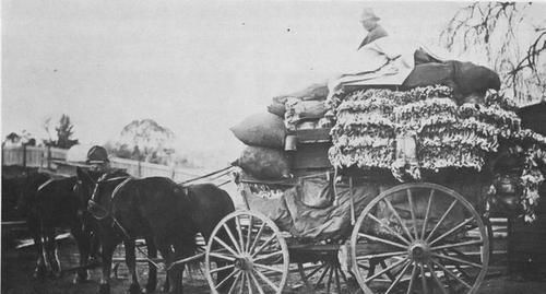  兔史|澳洲除兔史：还原野兔的发展过程，及控制“兔灾”的手段