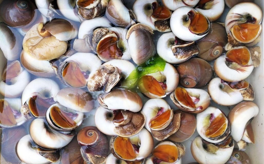 海鲜|酒店带鱼268一斤,菜市场便宜只要15,梭子蟹长大点50一斤