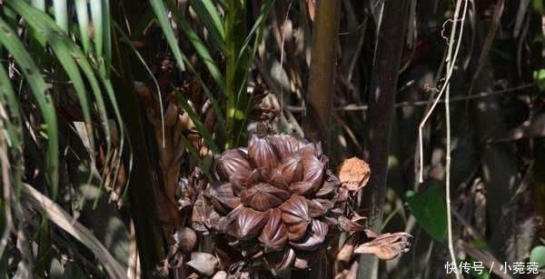 水果|继榴莲后,中国游客在越南疯抢“水椰子”,网友:椰子泡水里了?