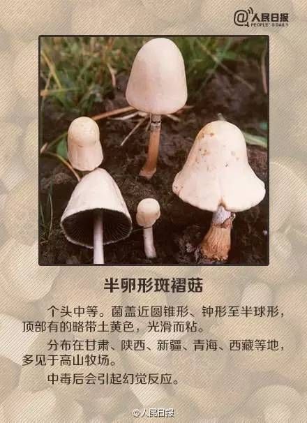  毒蘑菇|青岛疾控紧急提醒！已有多人中招！