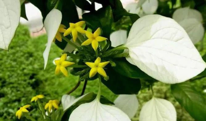  农村地方|农村人管它叫“白纸扇”，常于山林见，根茎有极高价值可用入药！