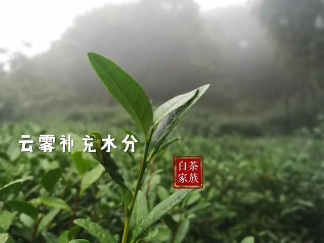  季节|秋天喝白茶指南：白毫银针和白牡丹，适合现在的季节喝吗？