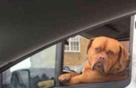  超酷|超酷比特犬当主人的保镖，路人从旁经过眼都直了：赶紧走不敢惹