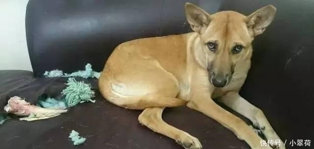 沙发|看到狗子犯错后一副这么无辜的表情, 铲屎官都下不了手!