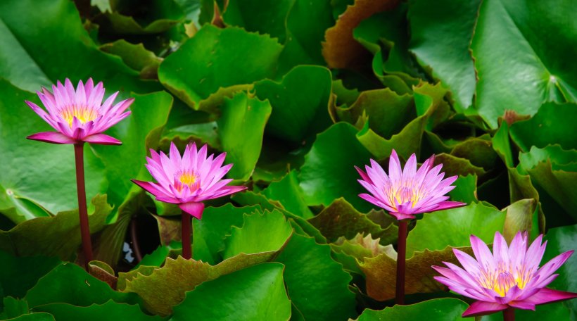  前途|8月开始财运突飞猛进，运势走旺势头，前途无忧的四大生肖