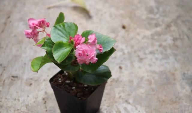 花赏|总是抱怨秋海棠难度夏，不如扦插备份，从夏季开到早秋