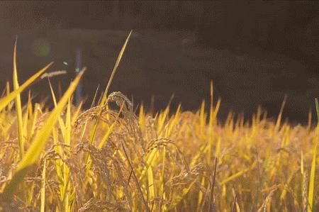 芋圆|芋圆燕麦奶茶,一杯4层楼,学会这3个动作才能喝…