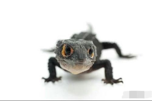 壁虎|为什么说被壁虎咬了便无药可救?壁虎有毒吗?看完不淡定了