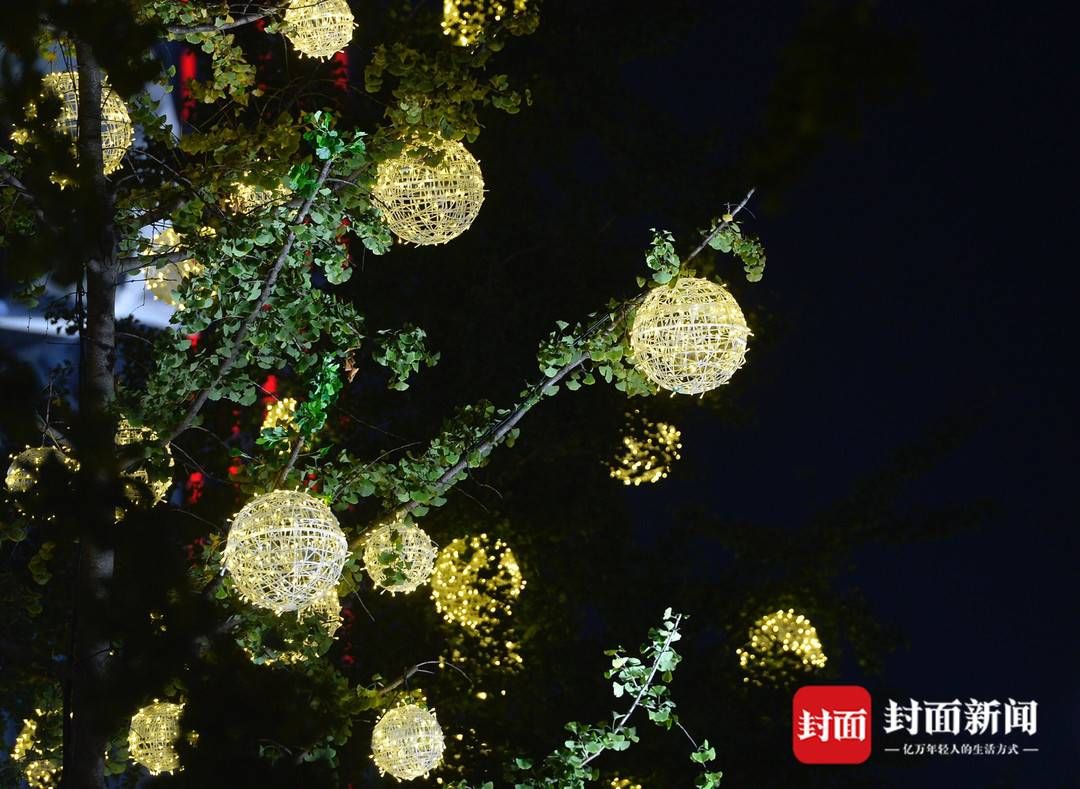  闪耀|银杏树上彩灯闪耀 成都夜色惹人醉