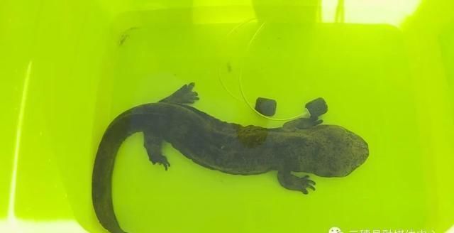  发现|事发三穗：俩小伙河边发现“怪鱼” ，报警后竟是国家保护动物