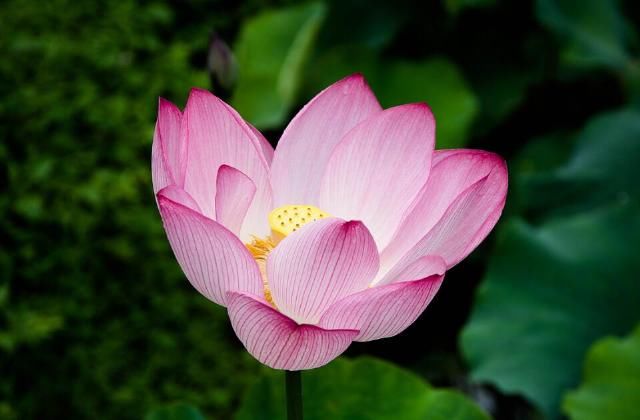 运气|未来10天,运气上上吉,金银堆满屋,家业发达的生肖