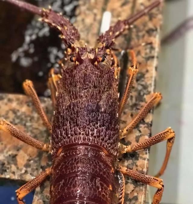 海鲜|世界上65种珍奇海鲜,贝爷都不敢说全部吃过,你吃过几种