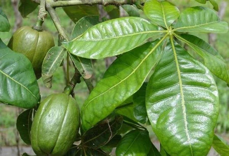  种子|了解发财树那脆弱的根，发现它很容易烂根，但我有解决方法