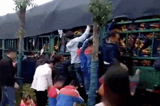  大萝卜|十万吨猪肉被哄抢后，我想起了南京大萝卜的憨憨劲