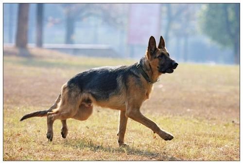 躲过|许某是如何躲过警犬的鼻子，成功杀死来女士的？秘密被说出